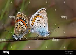 Attēlu rezultāti vaicājumam “Plebejus argus”
