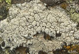 Attēlu rezultāti vaicājumam “Arthonia vinosa”