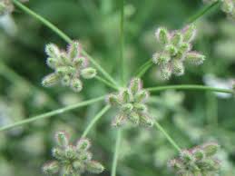 Attēlu rezultāti vaicājumam “Torilis japonica”