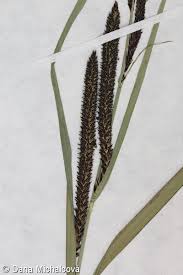 Attēlu rezultāti vaicājumam “Carex acuta fruit”