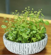 「香菇草」的圖片搜尋結果