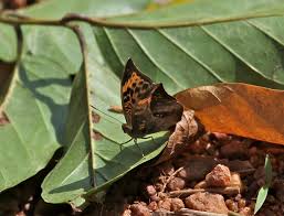 「ソフィア・フォレスター」の画像検索結果