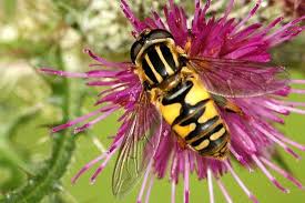 Attēlu rezultāti vaicājumam “Helophilus pendulus”