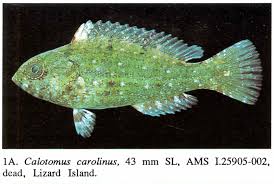 Image result for Calotomus carolinus