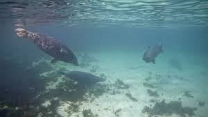 Image result for Wyndley Seals Snorkelling Club
