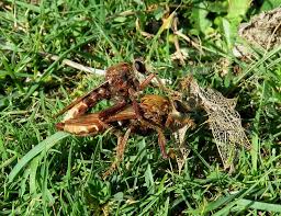 Attēlu rezultāti vaicājumam “Asilus crabroniformis”