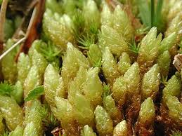 Attēlu rezultāti vaicājumam “Aulacomnium”