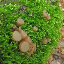 Attēlu rezultāti vaicājumam “Neobulgaria pura”