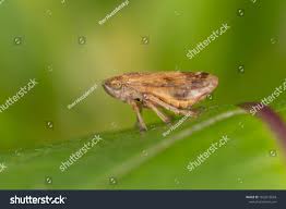 Attēlu rezultāti vaicājumam “Aphrophoridae”