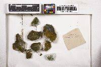 Attēlu rezultāti vaicājumam “Seligeria pusilla”