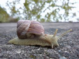 Attēlu rezultāti vaicājumam “Helix pomatia”