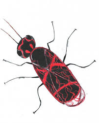 Attēlu rezultāti vaicājumam “Caenolyda reticulata”