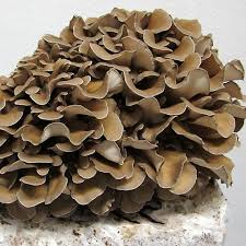 Attēlu rezultāti vaicājumam “Grifola frondosa”