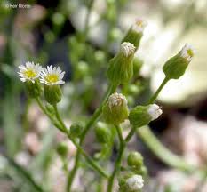 Attēlu rezultāti vaicājumam “Erigeron canadensis”