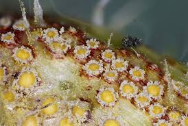 Attēlu rezultāti vaicājumam “Puccinia urticata”