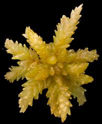 Attēlu rezultāti vaicājumam “Sphagnum papillosum”