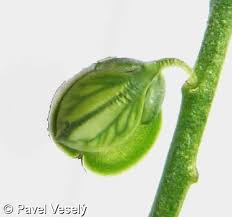 Attēlu rezultāti vaicājumam “Polygala vulgaris leaf”