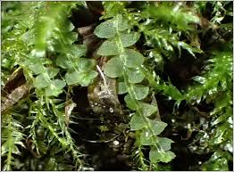 Attēlu rezultāti vaicājumam “Calypogeia fissa”