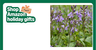 Image result for Veronica officinalis