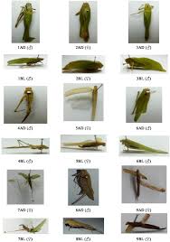 Attēlu rezultāti vaicājumam “Tettigoniodea”