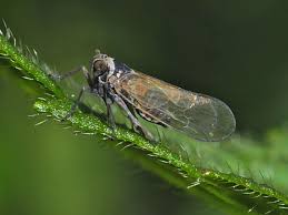 Attēlu rezultāti vaicājumam “Javesella pellucida”