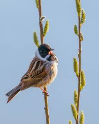 Attēlu rezultāti vaicājumam “Emberiza schoeniclus male”