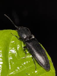 Attēlu rezultāti vaicājumam “Ectinus aterrimus”