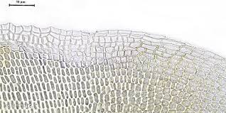 Attēlu rezultāti vaicājumam “Aloina rigida”