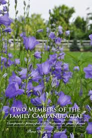 Attēlu rezultāti vaicājumam “Campanula persicifolia flower”