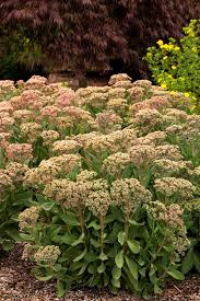 Attēlu rezultāti vaicājumam “Sedum pallidum bud”