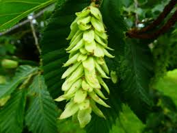 Attēlu rezultāti vaicājumam “Carpinus betulus female flower”