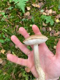 Attēlu rezultāti vaicājumam “Leccinum melaneum”