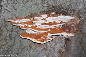 Attēlu rezultāti vaicājumam “Ganoderma applanatum”