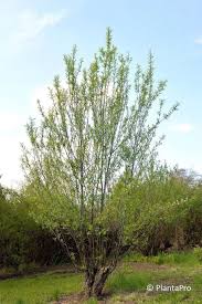 Attēlu rezultāti vaicājumam “Salix daphnoides”