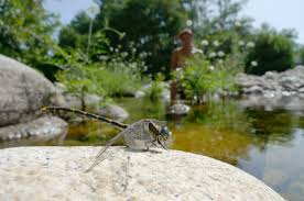 Attēlu rezultāti vaicājumam “Onychogomphus forcipatus”