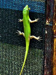 Risultati immagini per dasia smaragdina