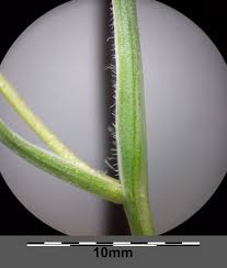 Attēlu rezultāti vaicājumam “Gagea pratensis”