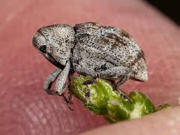 Image result for Coleoptera Curculionoidea