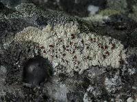 Attēlu rezultāti vaicājumam “Orthotrichum affine var. affine”