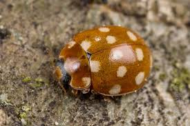 Attēlu rezultāti vaicājumam “Calvia quatuordecimguttata”