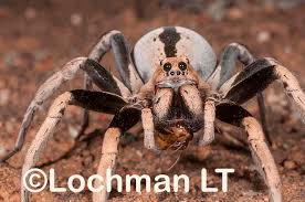 Attēlu rezultāti vaicājumam “Lycosidae”