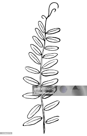 Attēlu rezultāti vaicājumam “Vicia cracca leaf”