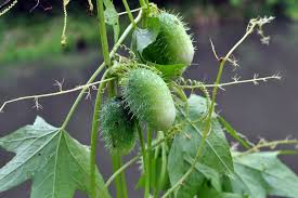 Attēlu rezultāti vaicājumam “Echinocystis lobata”