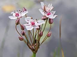 Attēlu rezultāti vaicājumam “Butomus umbellatus bud”