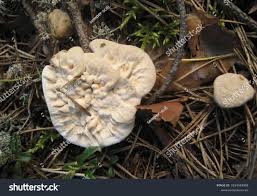 Attēlu rezultāti vaicājumam “Hydnellum aurantiacum”