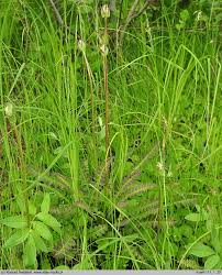 Attēlu rezultāti vaicājumam “Pedicularis sceptrum-carolinum leaf”