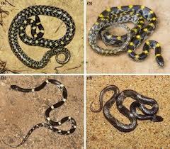 Attēlu rezultāti vaicājumam “Lycogala asperum sessile”