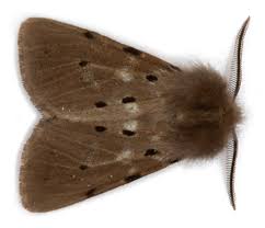 Attēlu rezultāti vaicājumam “Diaphora mendica female”