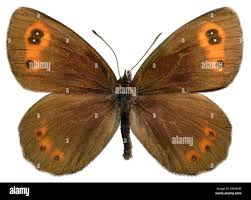 Attēlu rezultāti vaicājumam “Erebia aethiops upperside”