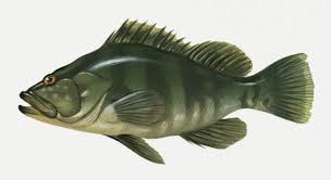 Image result for Epinephelus striatus